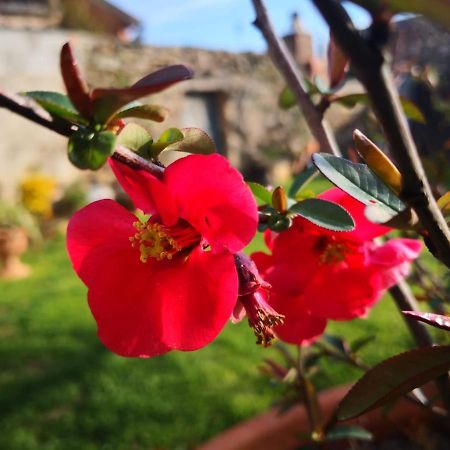 Zia Chiarina Bed and Breakfast San Nicolo Gerrei Buitenkant foto